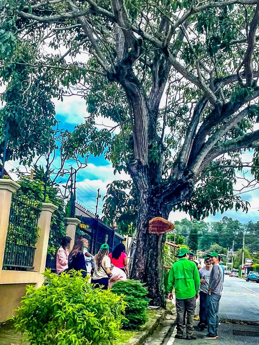 El roble sabana con sus 35 años es el árbol de bienvenida al residencial y su árbol más majestuoso.